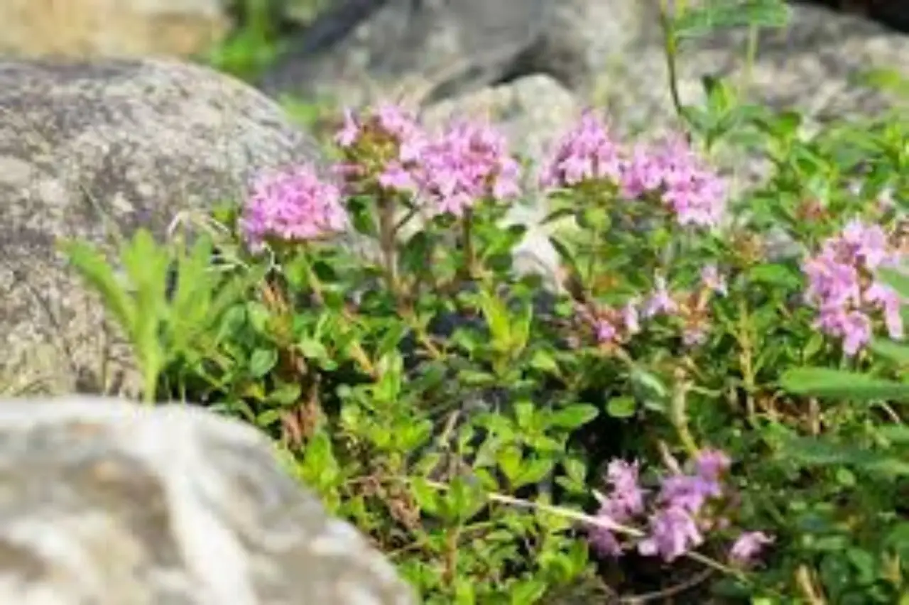La pianta magica che trasforma il giardino: cresce facilmente e profuma ogni angolo di casa
