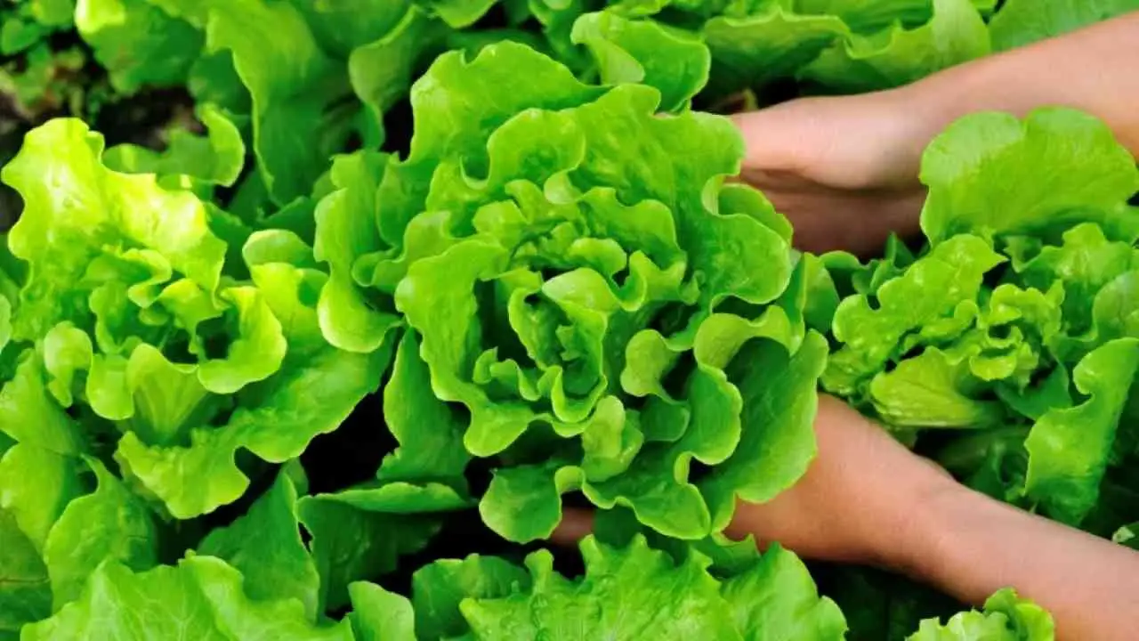 La verdura verde che i medici adorano: ecco perché dovresti mangiarla tutti i giorno La verdura verde che i medici adorano: ecco perché dovresti mangiarla tutti i giorno