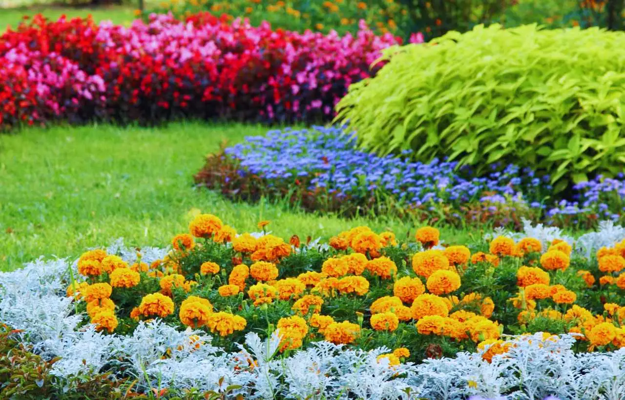 Piante da giardino sotto accusa: ecco quali rischiano di diventare illegali? Immagine selezionata