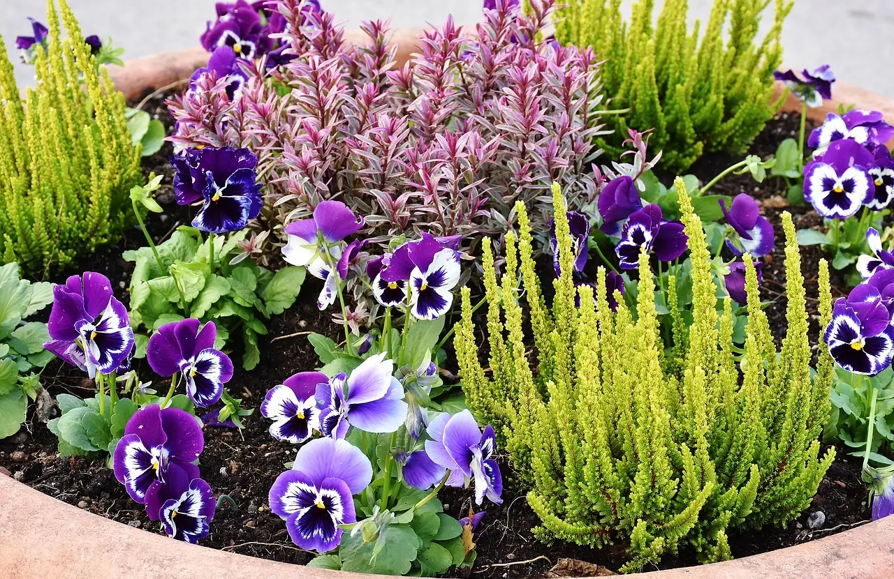 Piante da giardino sotto accusa: ecco quali rischiano di diventare illegali? Immagine selezionata