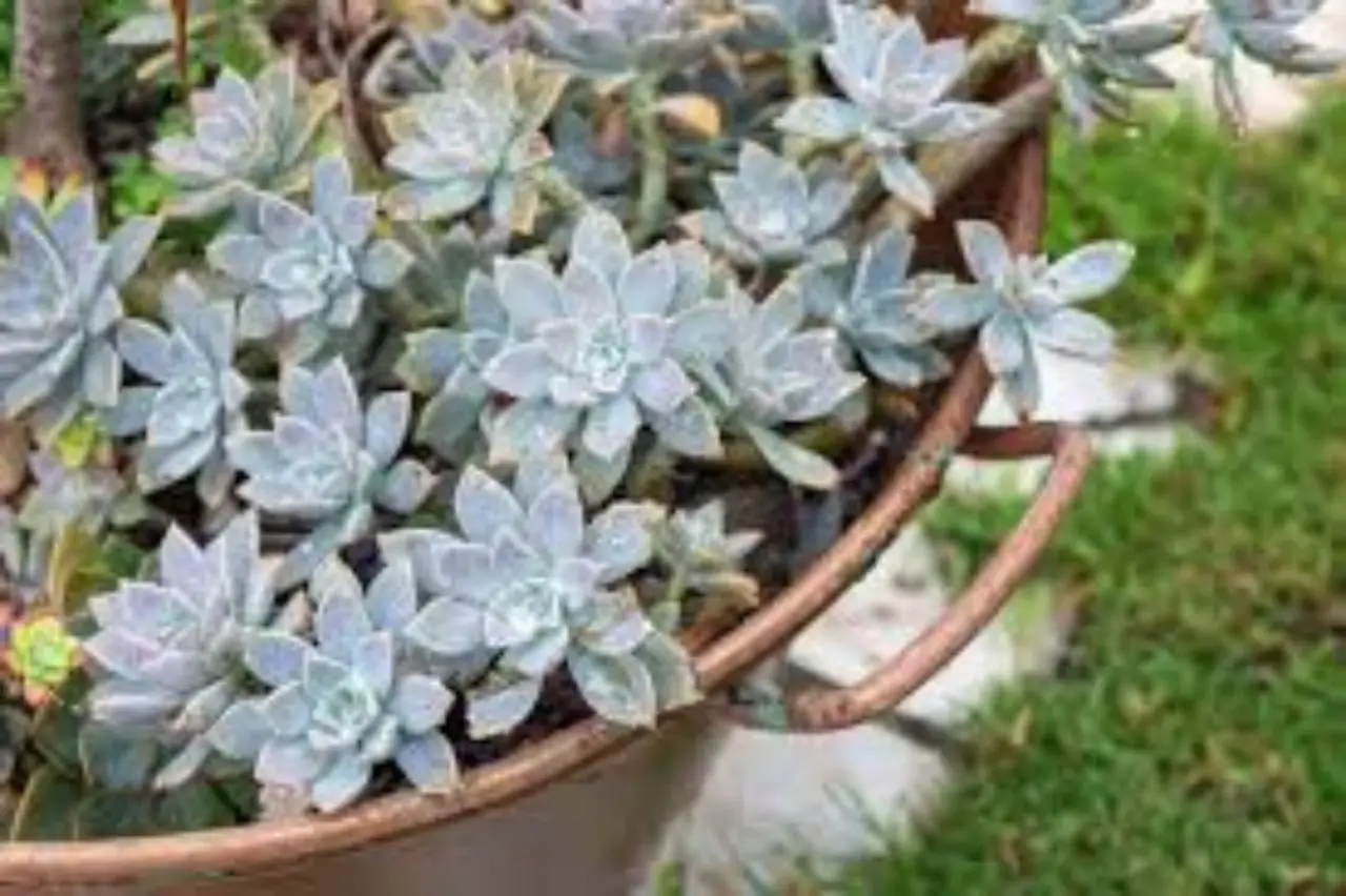 Piante da giardino sotto accusa: ecco quali rischiano di diventare illegali? Immagine selezionata