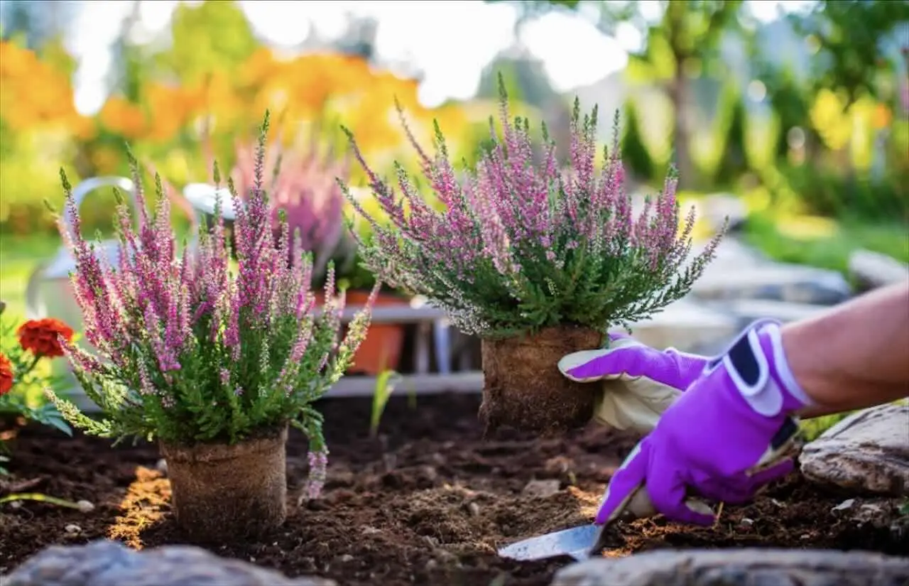 Piante da giardino sotto accusa: ecco quali rischiano di diventare illegali? Immagine selezionata