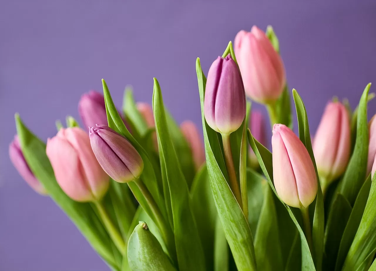 Bulbi di tulipano dopo la fioritura: il trucco segreto dei pollici verdi per farli rifiorire Immagine selezionata