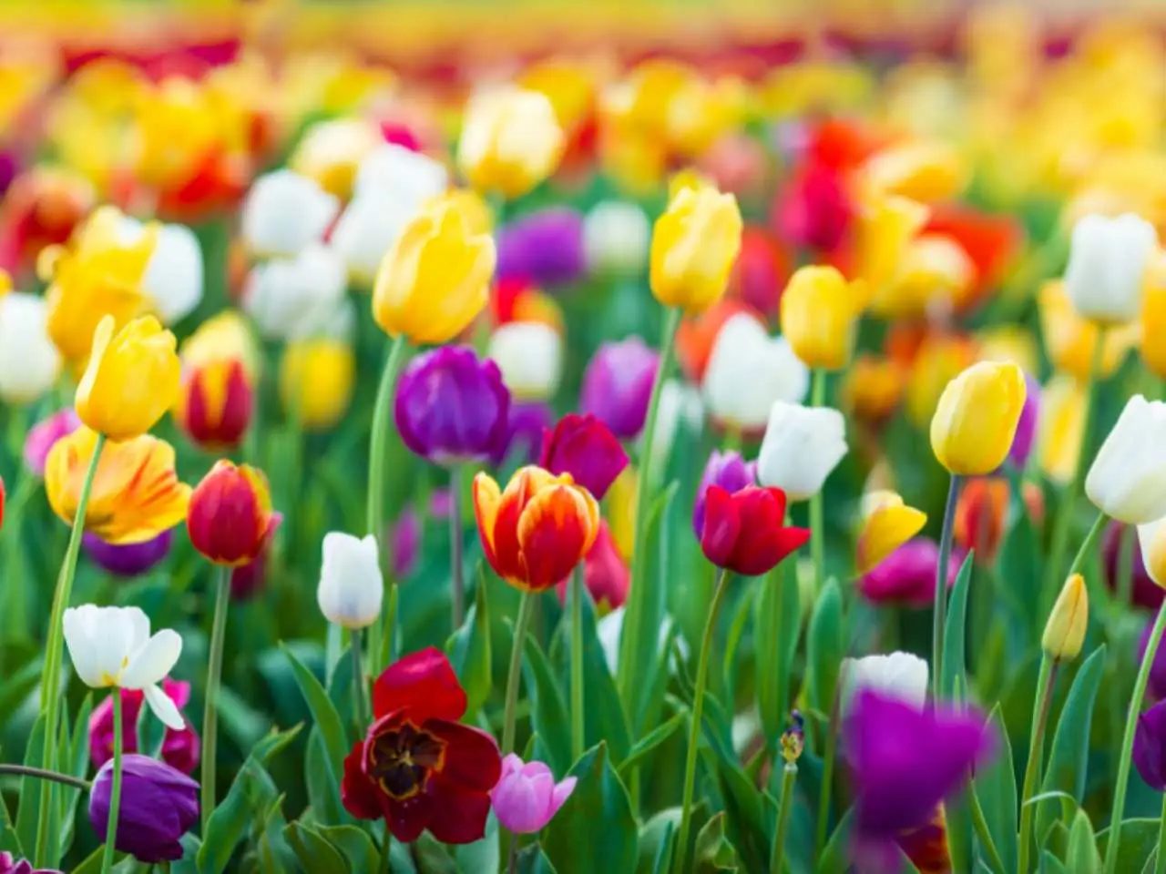 Bulbi di tulipano dopo la fioritura: il trucco segreto dei pollici verdi per farli rifiorire Immagine selezionata