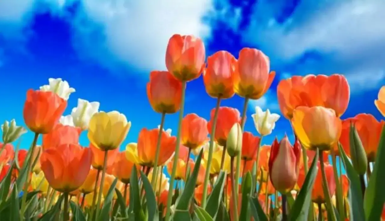 Bulbi di tulipano dopo la fioritura: il trucco segreto dei pollici verdi per farli rifiorire Immagine selezionata