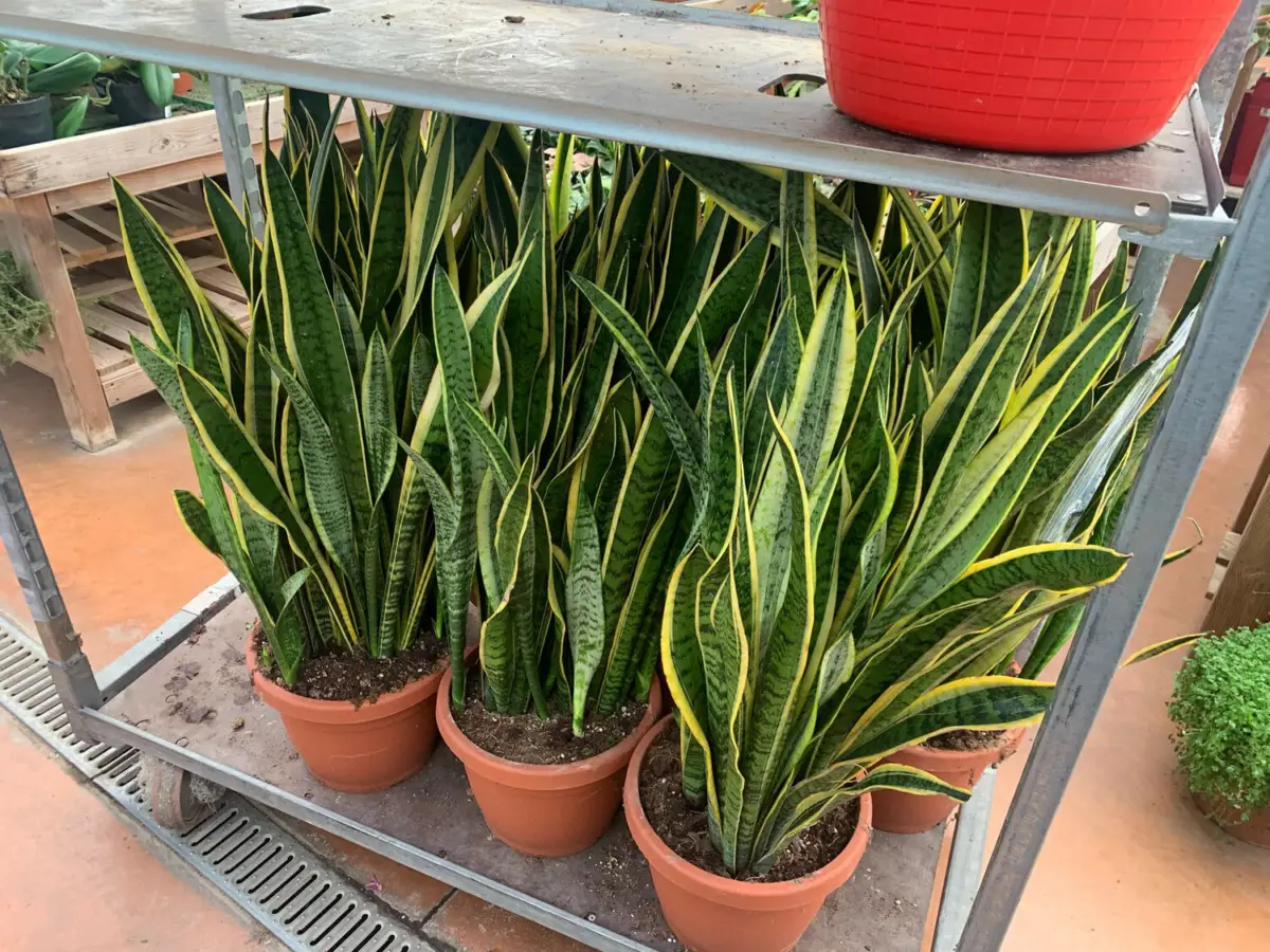 Le 10 piante da evitare per risparmiare tempo e fatica in giardino