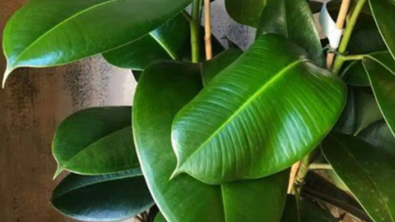 Le 10 piante da evitare per risparmiare tempo e fatica in giardino Immagine selezionata