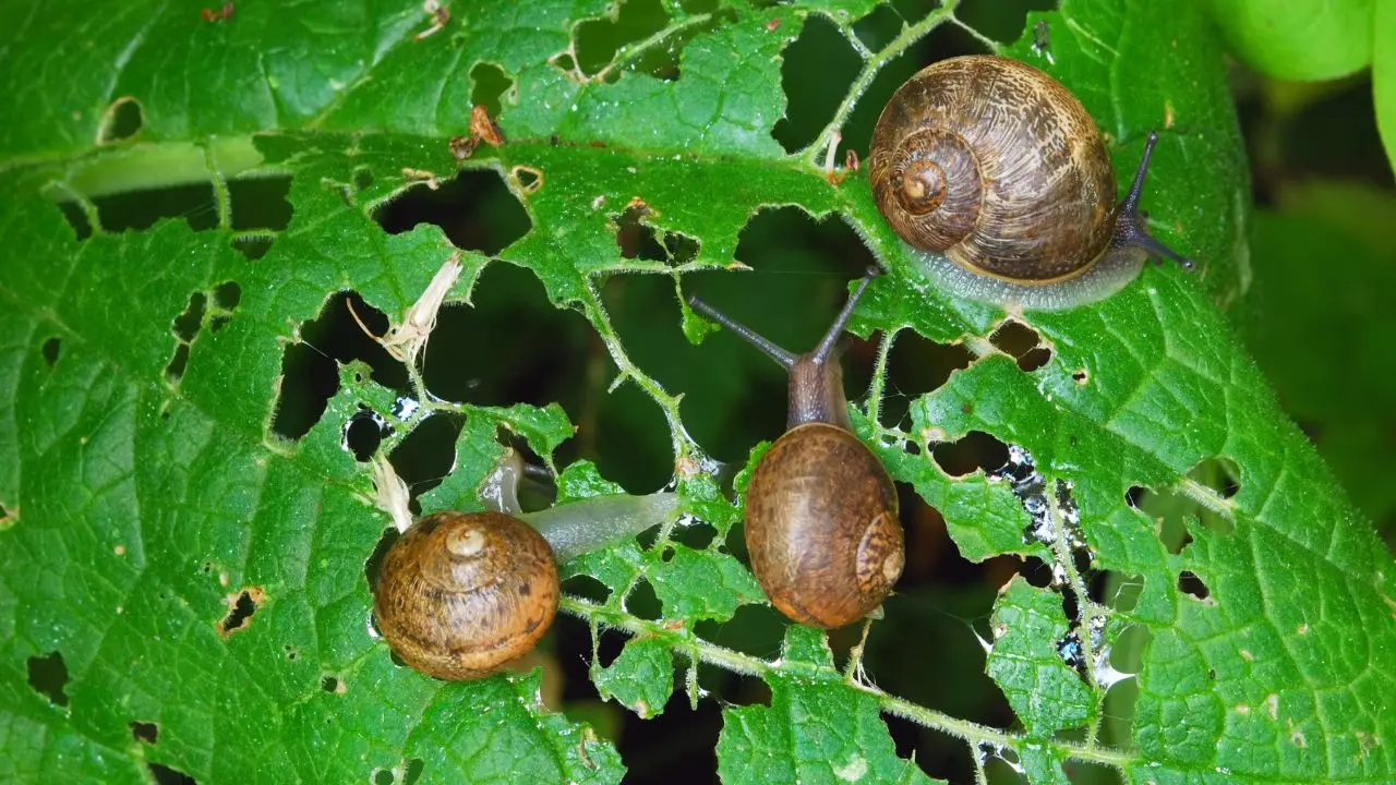 Addio lumache in giardino: ecco il trucco dei professionisti per attirare i ricci e salvare le tue piante Immagine selezionata