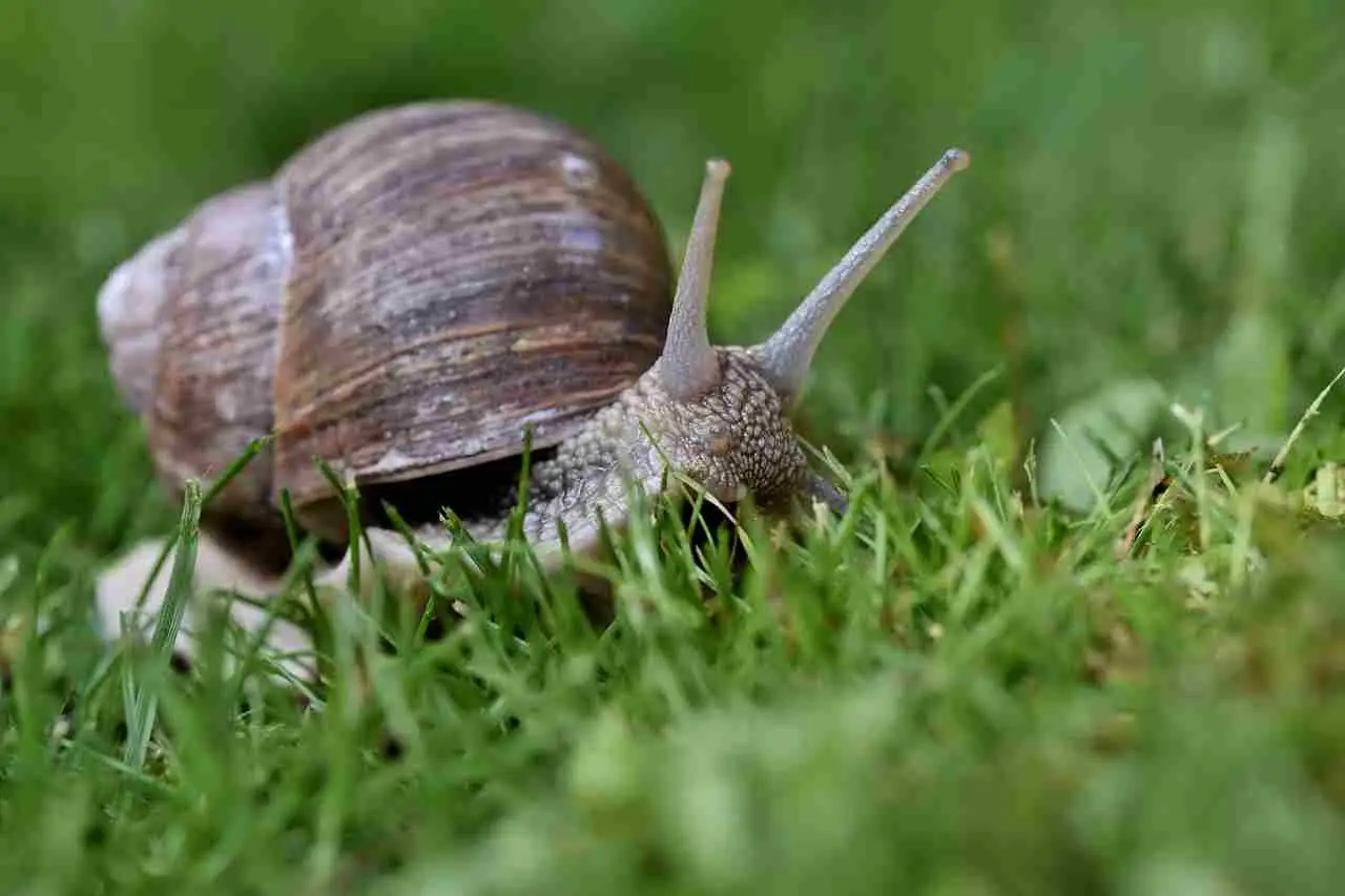 Addio lumache in giardino: ecco il trucco dei professionisti per attirare i ricci e salvare le tue piante Immagine selezionata
