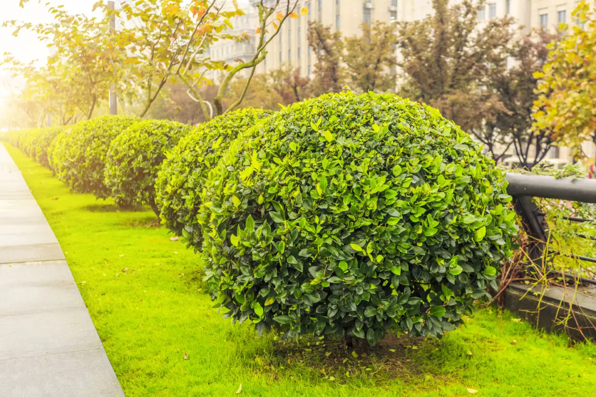 Il pericolo invisibile tra le tue piante: la verità ecologica che pochi conoscono Immagine selezionata