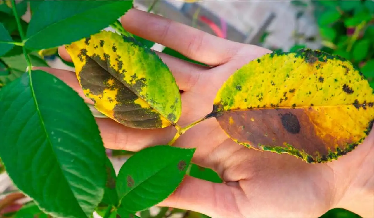 Il pericolo invisibile tra le tue piante: la verità ecologica che pochi conoscono Immagine selezionata