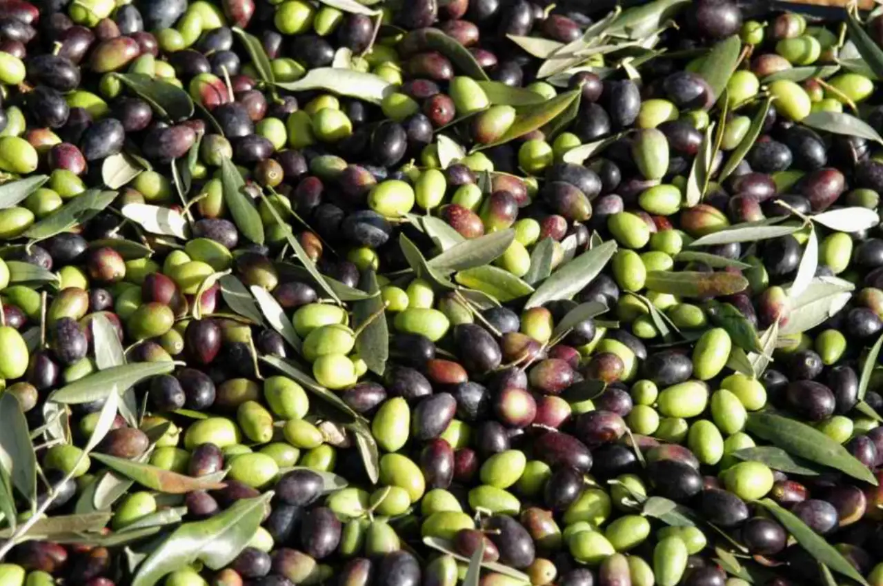 Cosa accade realmente al tuo corpo se bevi olio d’oliva a digiuno Immagine selezionata