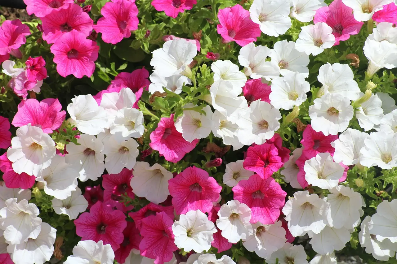 Scopri la pianta da seminare ad aprile per avere un balcone in fiore tutto l’anno: il trucco che sorprende sempre Immagine selezionata