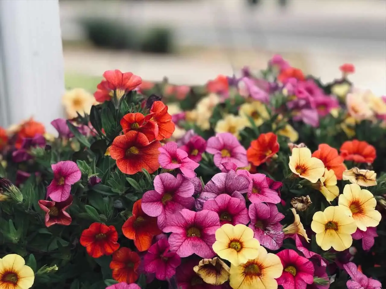 Scopri la pianta da seminare ad aprile per avere un balcone in fiore tutto l’anno: il trucco che sorprende sempre Immagine selezionata