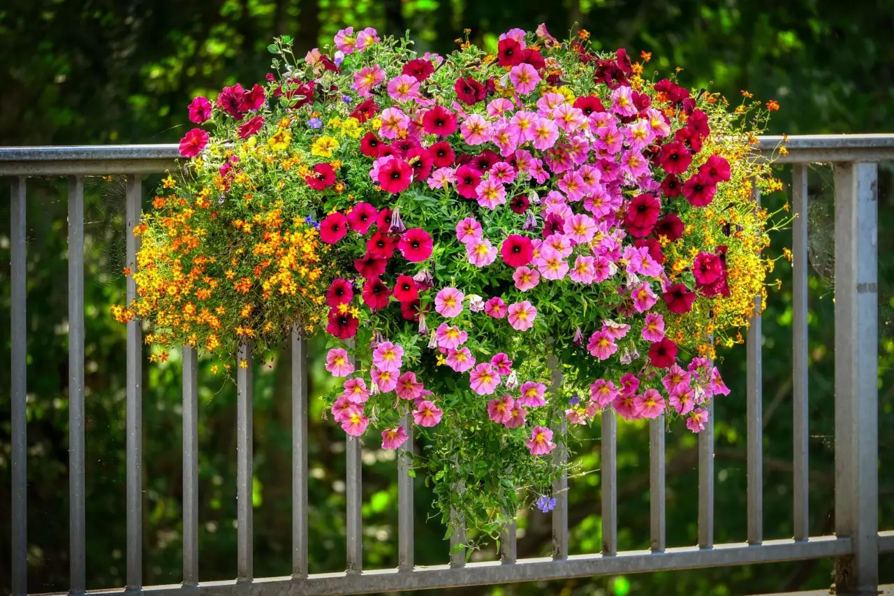 Scopri la pianta da seminare ad aprile per avere un balcone in fiore tutto l’anno: il trucco che sorprende sempre Immagine selezionata