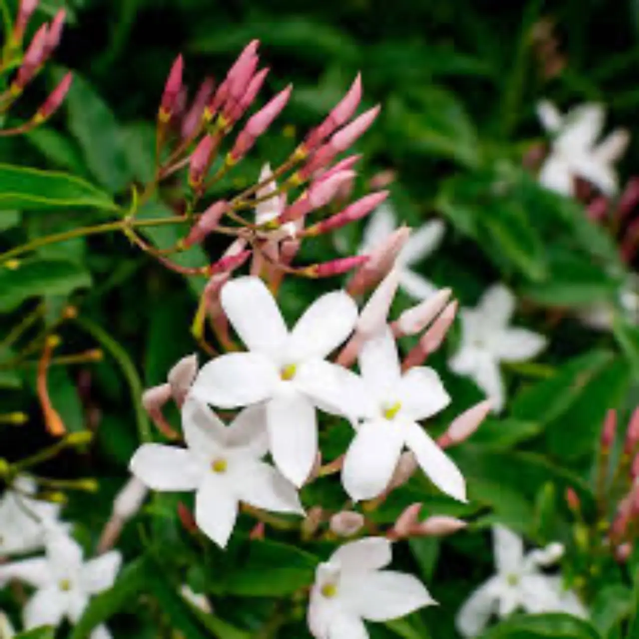 Ecco come far crescere gelsomino e bouganville insieme