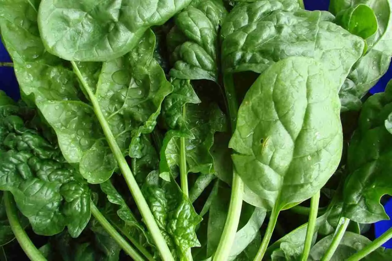 Guida per capire quando gli spinaci sono maturi per la raccolta Immagine selezionata