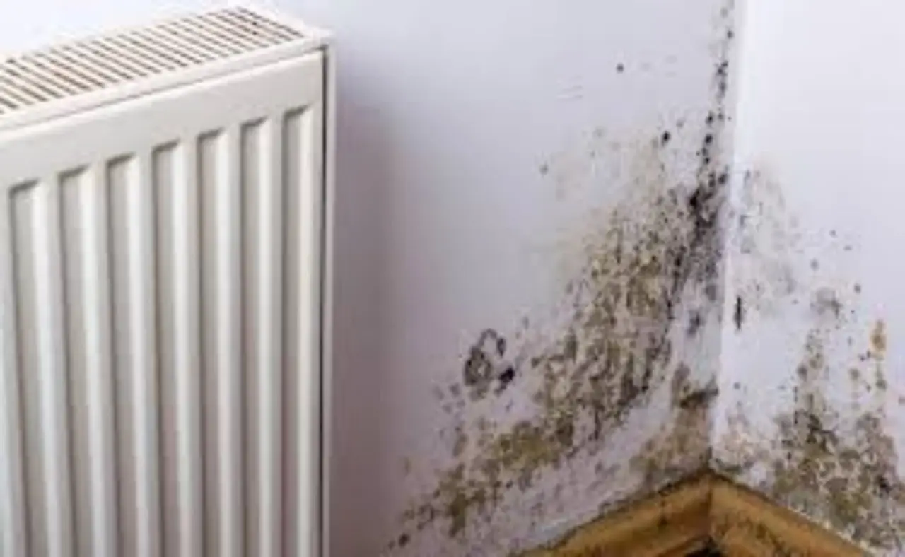 Ecco come togliere l’umidità dai muri senza spendere una fortuna Ecco come togliere l’umidità dai muri senza spendere una fortuna