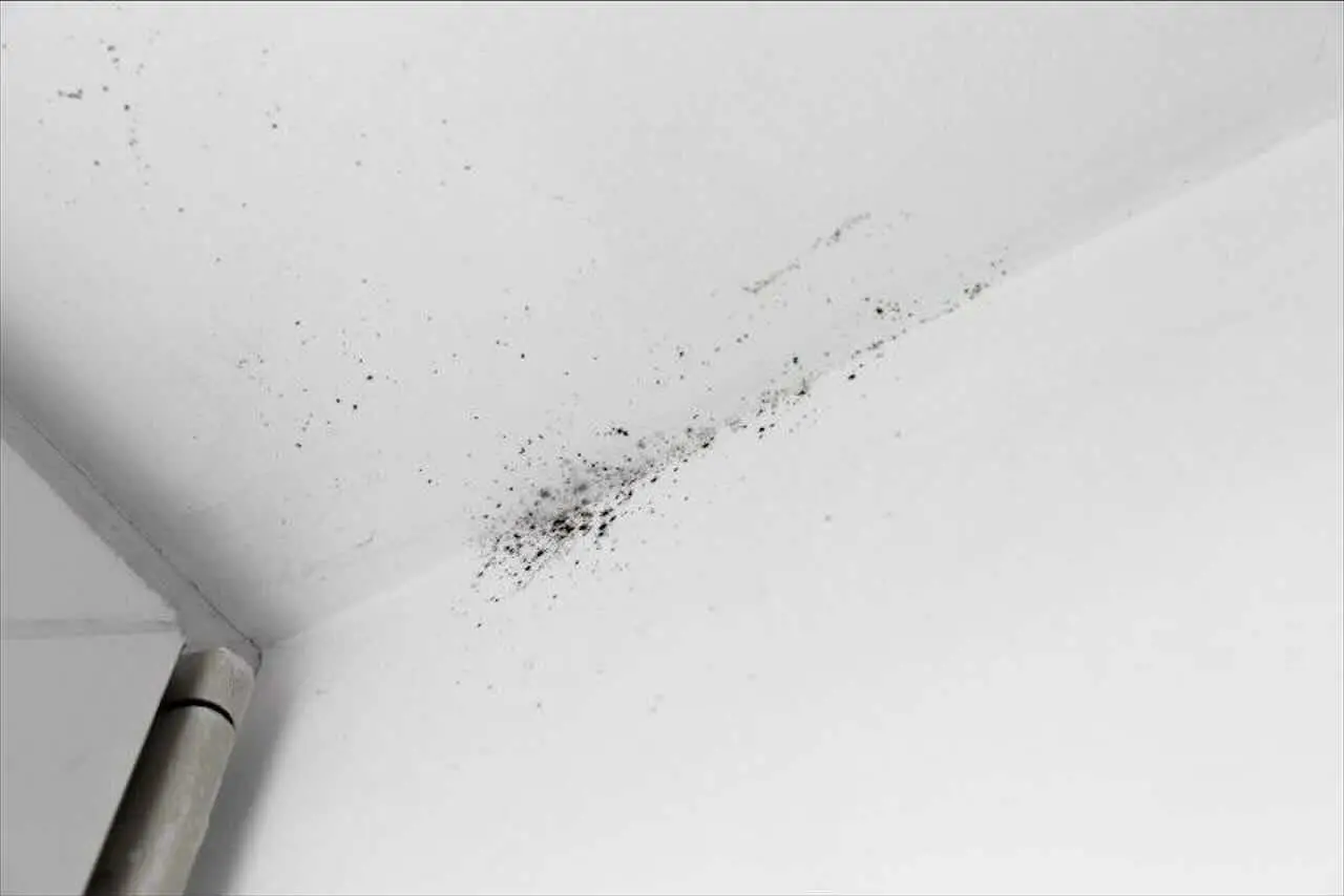 Trucchi efficaci per eliminare la muffa dai soffitti senza dover ridipingere