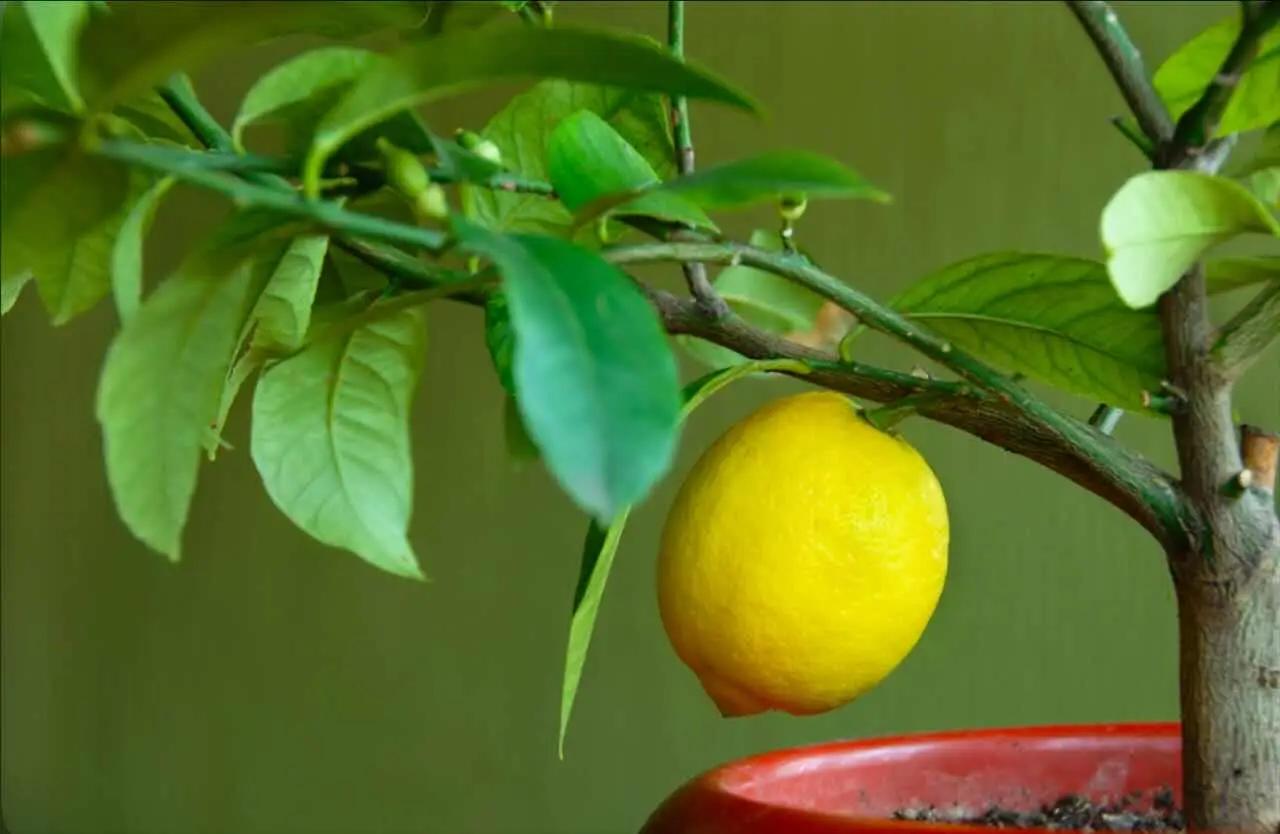 Come ottenere limoni in vaso il metodo degli agronomi per una raccolta abbondante Come ottenere limoni in vaso il metodo degli agronomi per una raccolta abbondante