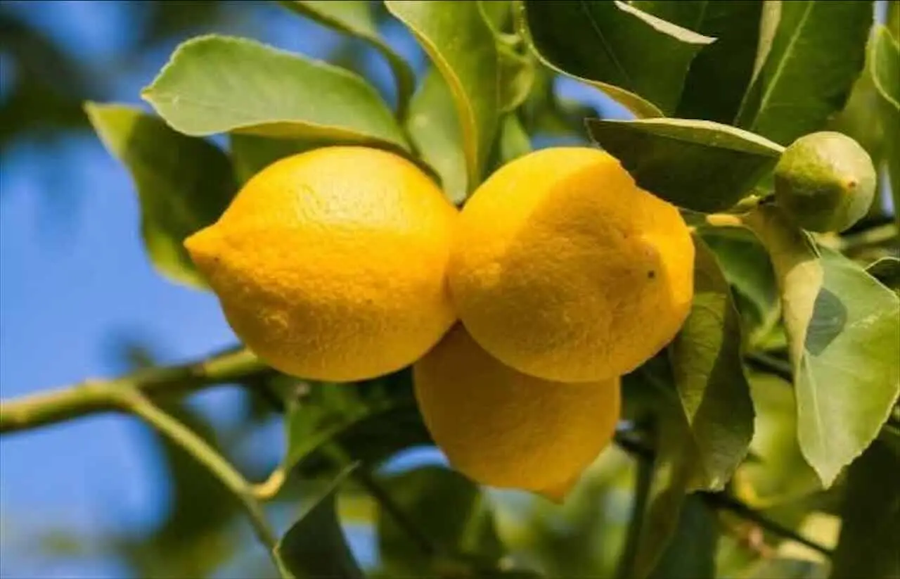 Come ottenere limoni in vaso il metodo degli agronomi per una raccolta abbondante Immagine selezionata