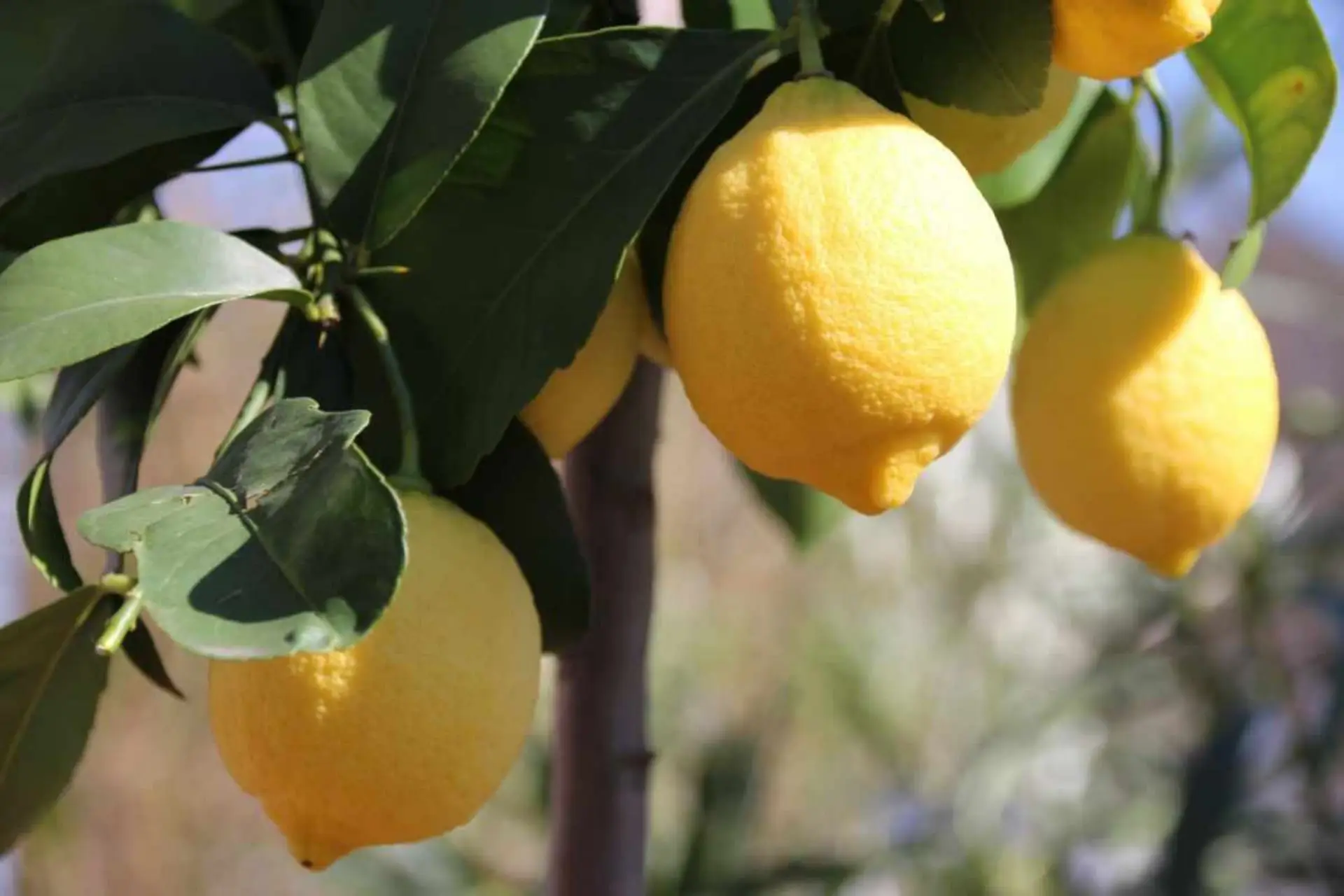 Come ottenere limoni in vaso il metodo degli agronomi per una raccolta abbondante Immagine selezionata