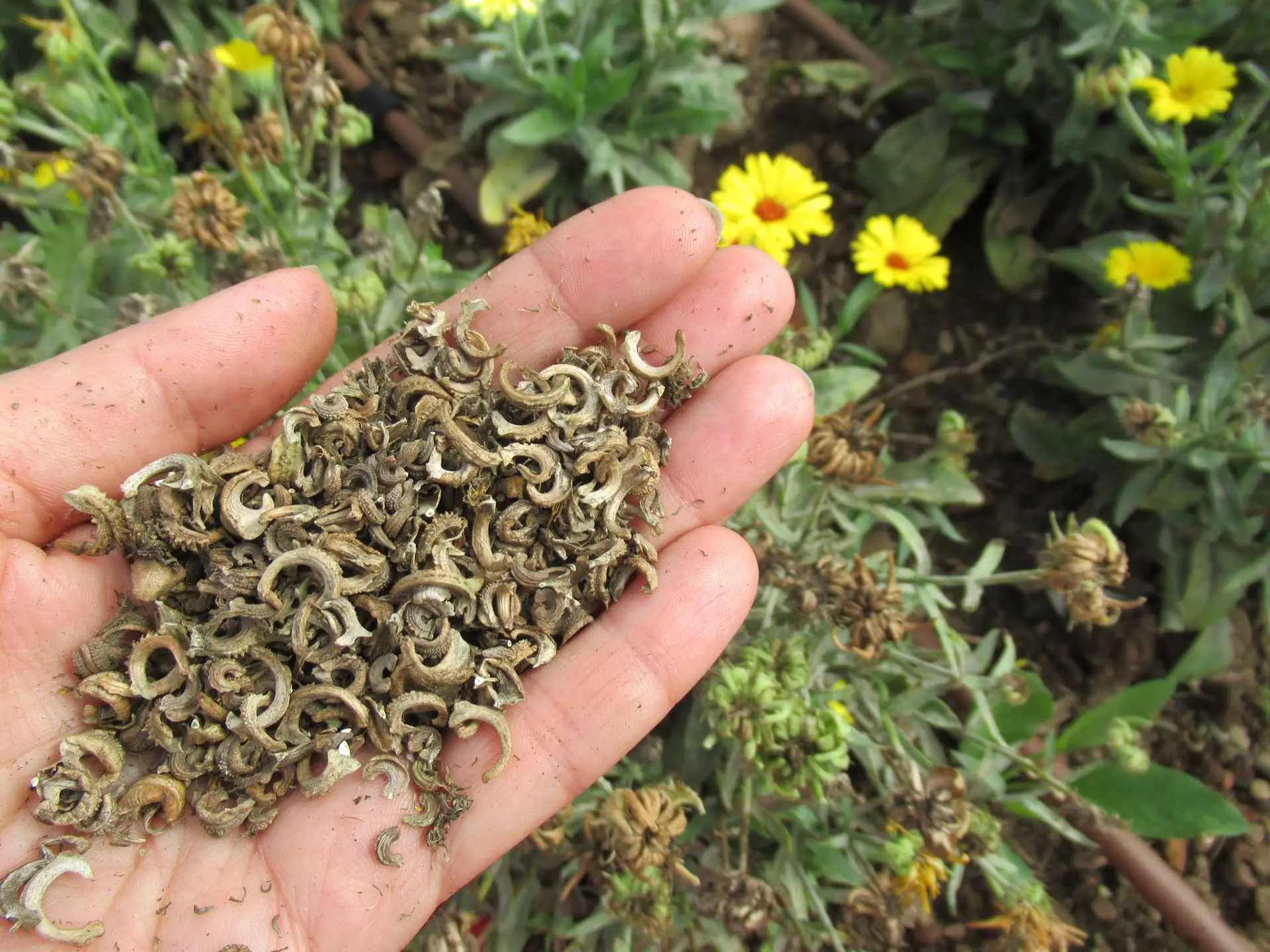 Attenzione a dove conservi i semi, i pericoli dell’esposizione al sole diretto Attenzione a dove conservi i semi, i pericoli dell’esposizione al sole diretto