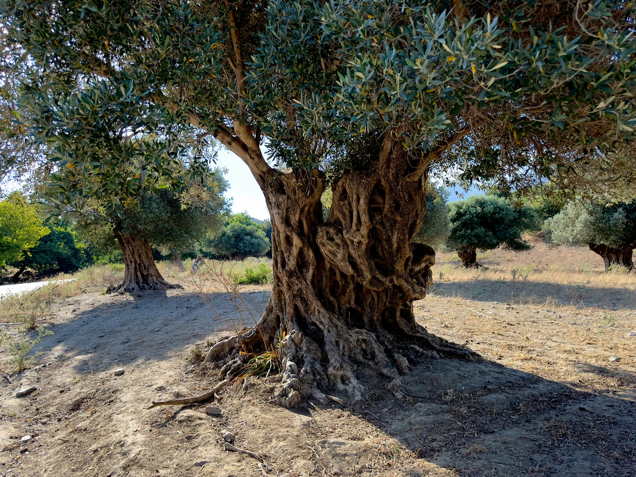 La pianta centenaria ritrovata nel sud sorprende ancora gli esperti Immagine selezionata