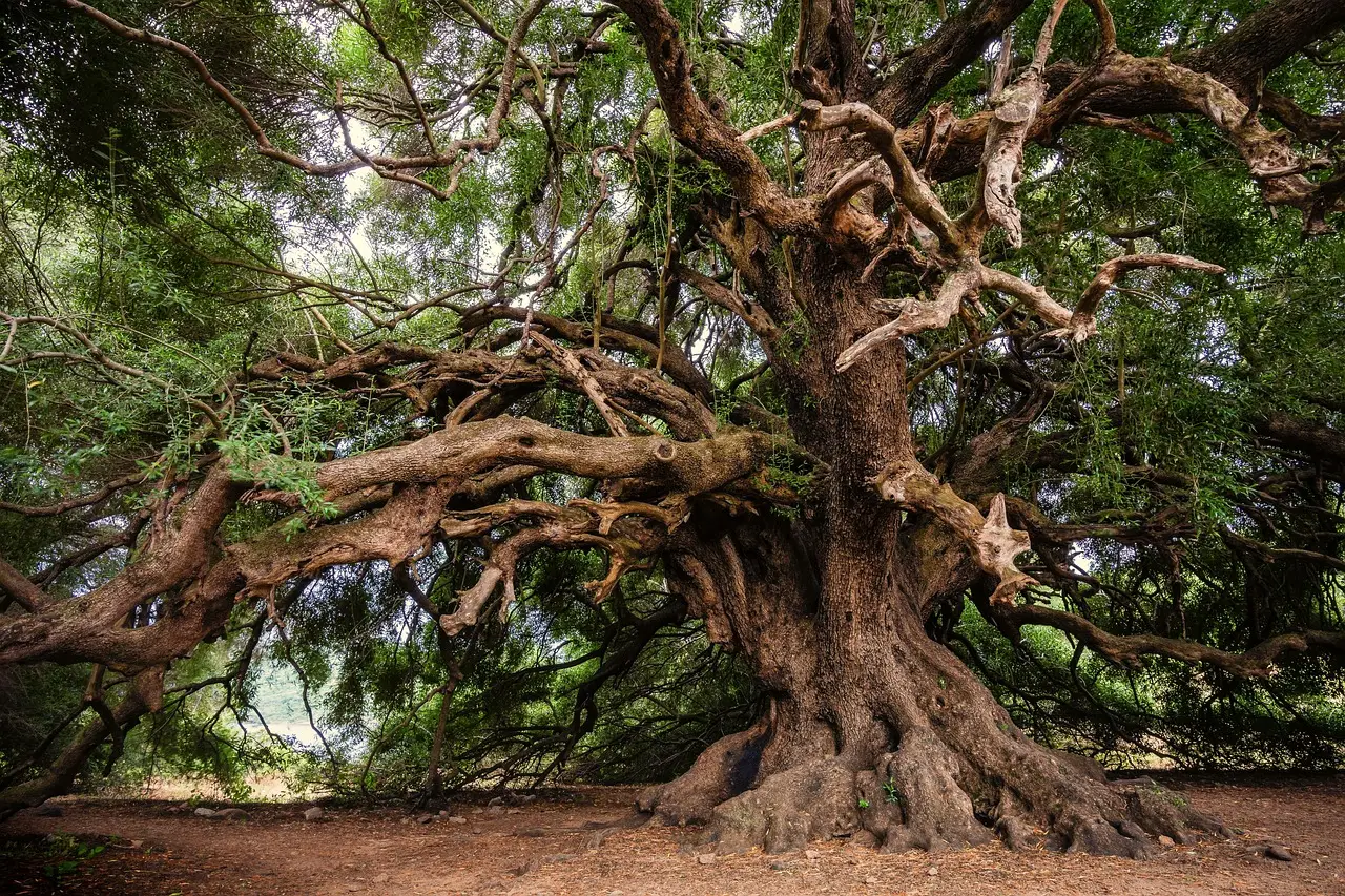 La pianta centenaria ritrovata nel sud sorprende ancora gli esperti Immagine selezionata