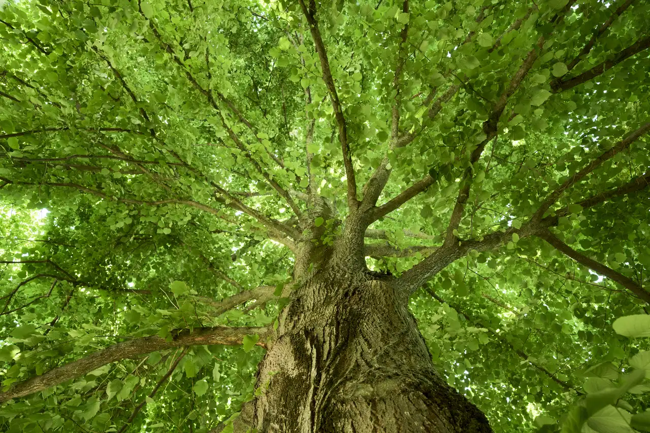La pianta centenaria ritrovata nel sud sorprende ancora gli esperti Immagine selezionata