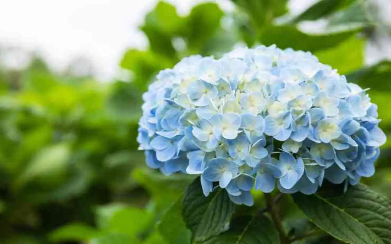 Come scegliere il concime giusto per ortensie più colorate in estate SC - concime ortensie