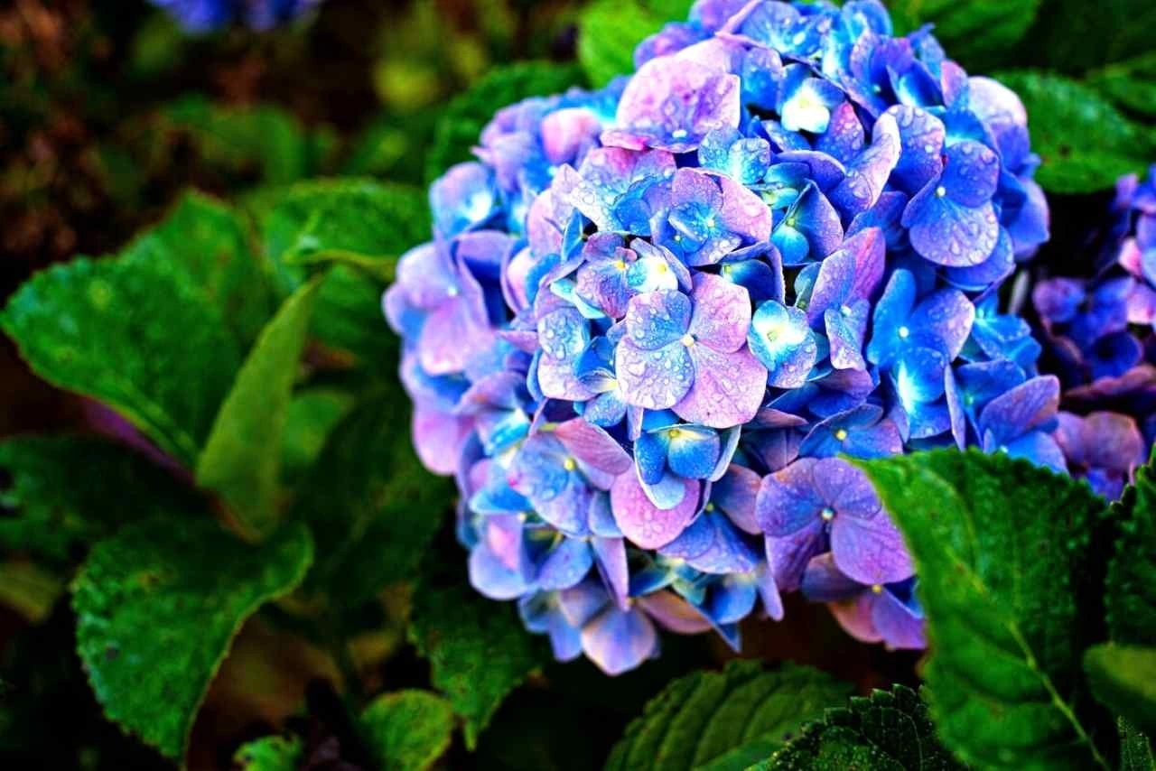 Come scegliere il concime giusto per ortensie più colorate in estate Come scegliere il concime giusto per ortensie più colorate in estate