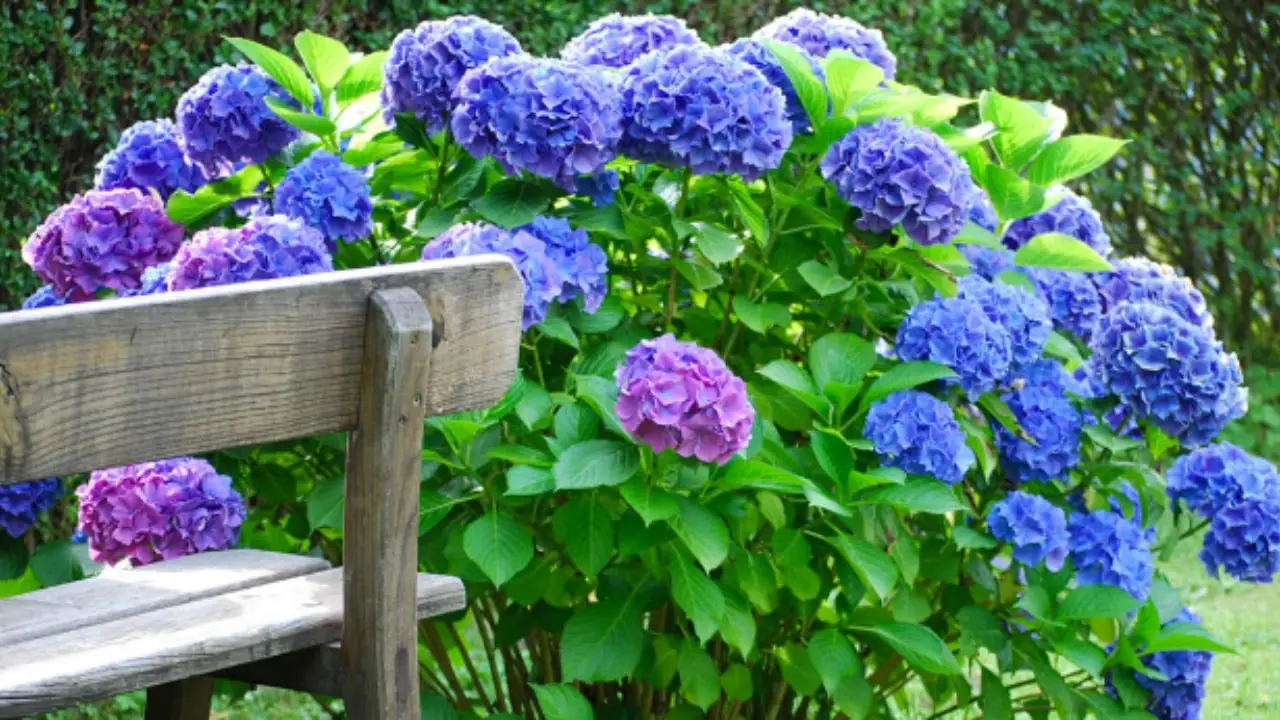 Come scegliere il concime giusto per ortensie più colorate in estate SC - concime ortensie
