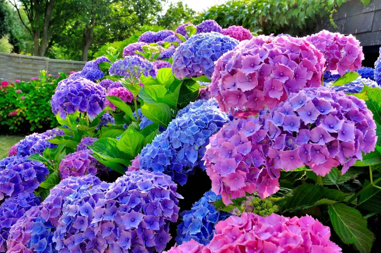 Come scegliere il concime giusto per ortensie più colorate in estate SC - concime ortensie