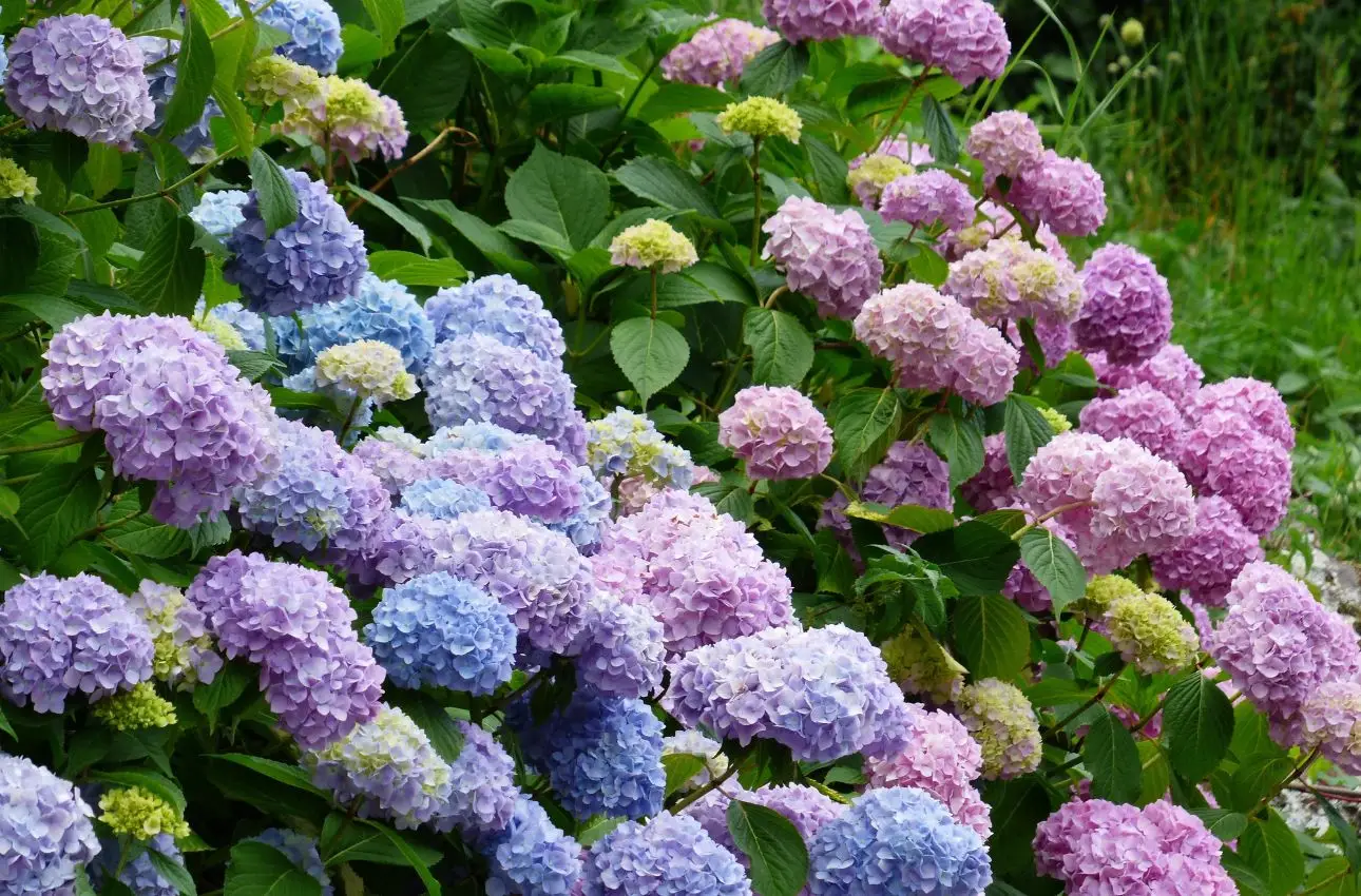Come scegliere il concime giusto per ortensie più colorate in estate SC - concime ortensie