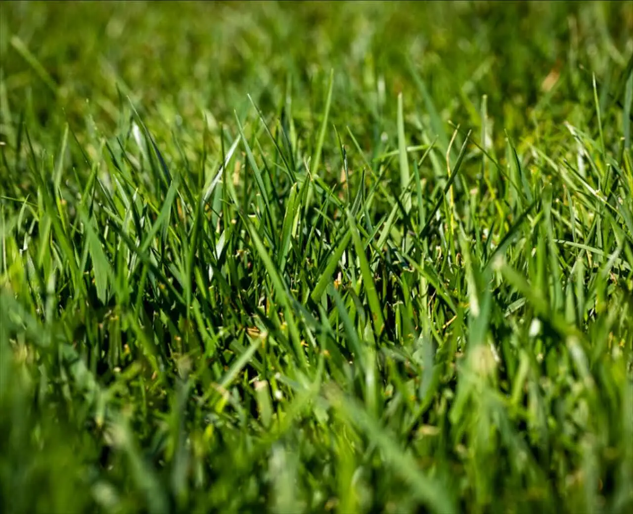 I trucchi dell’agronomo per avere un prato fitto e resistente anche in città I trucchi dell’agronomo per avere un prato fitto e resistente anche in città