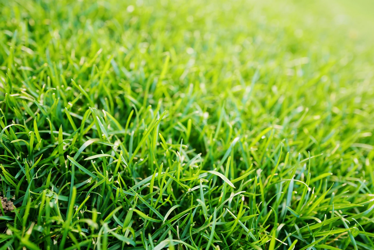 I trucchi dell’agronomo per avere un prato fitto e resistente anche in città SC - prato fitto