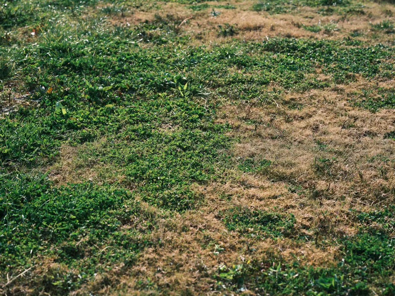 I trucchi dell’agronomo per avere un prato fitto e resistente anche in città SC - prato fitto