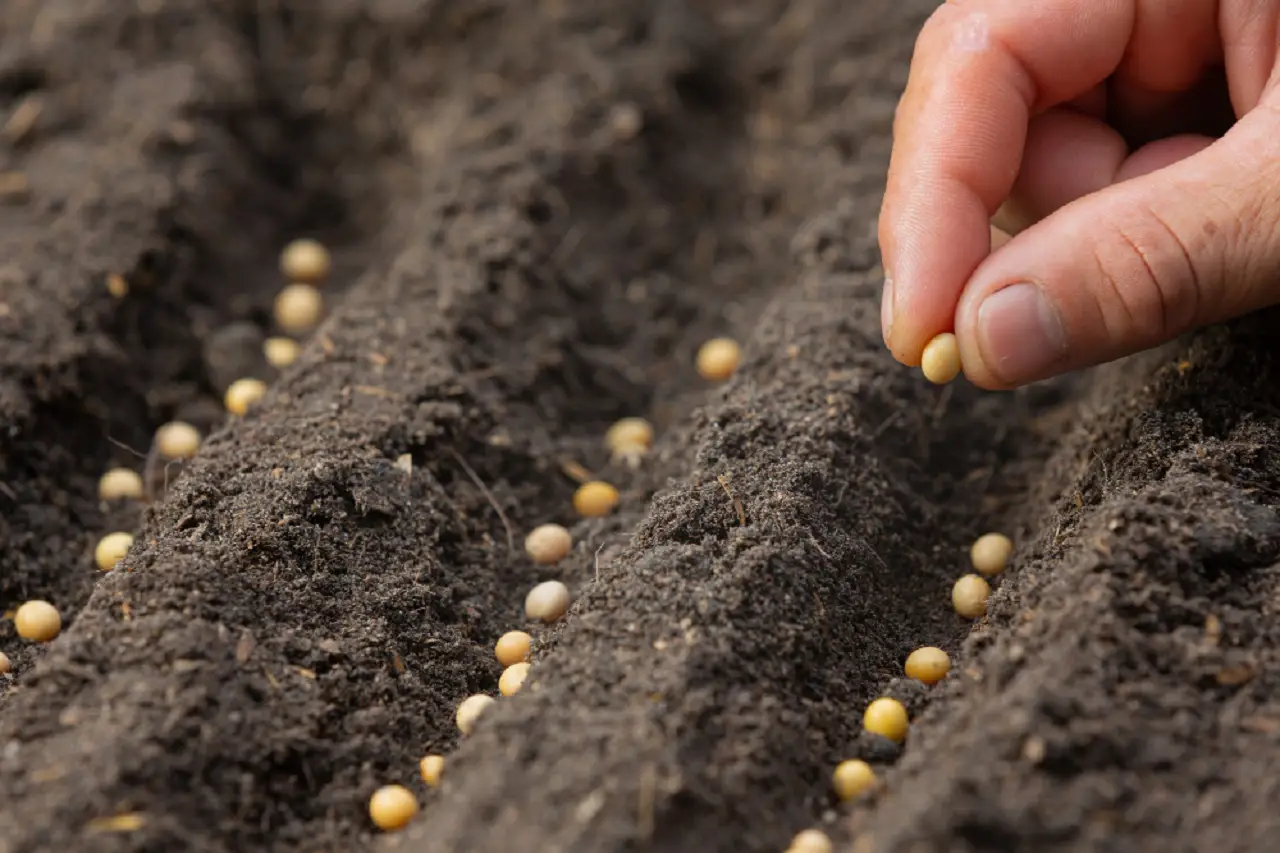 I trucchi dell’agronomo per avere un prato fitto e resistente anche in città SC - prato fitto