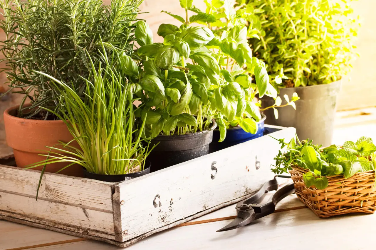 Come proteggere le piante aromatiche dal caldo intenso senza irrigare troppo Come proteggere le piante aromatiche dal caldo intenso senza irrigare troppo