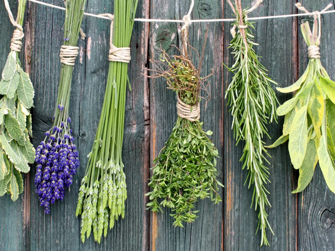 Come proteggere le piante aromatiche dal caldo intenso senza irrigare troppo SC - protezione piante aromatiche