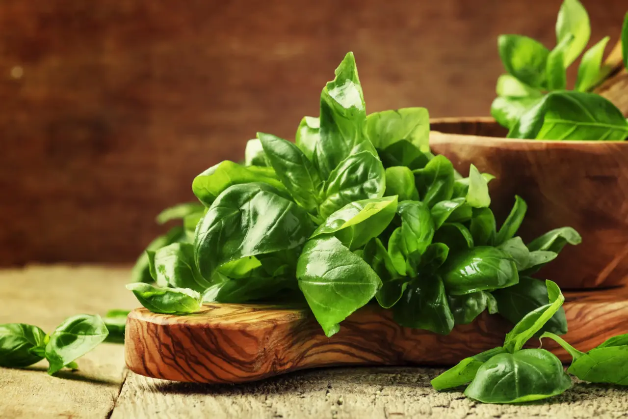 Basilico rigoglioso e profumato: il metodo consigliato dagli esperti Basilico rigoglioso e profumato: il metodo consigliato dagli esperti