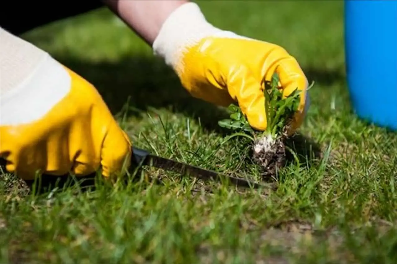 Come scegliere il coprisuolo ideale per evitare erbacce in giardino secondo gli esperti Come scegliere il coprisuolo ideale per evitare erbacce in giardino secondo gli esperti