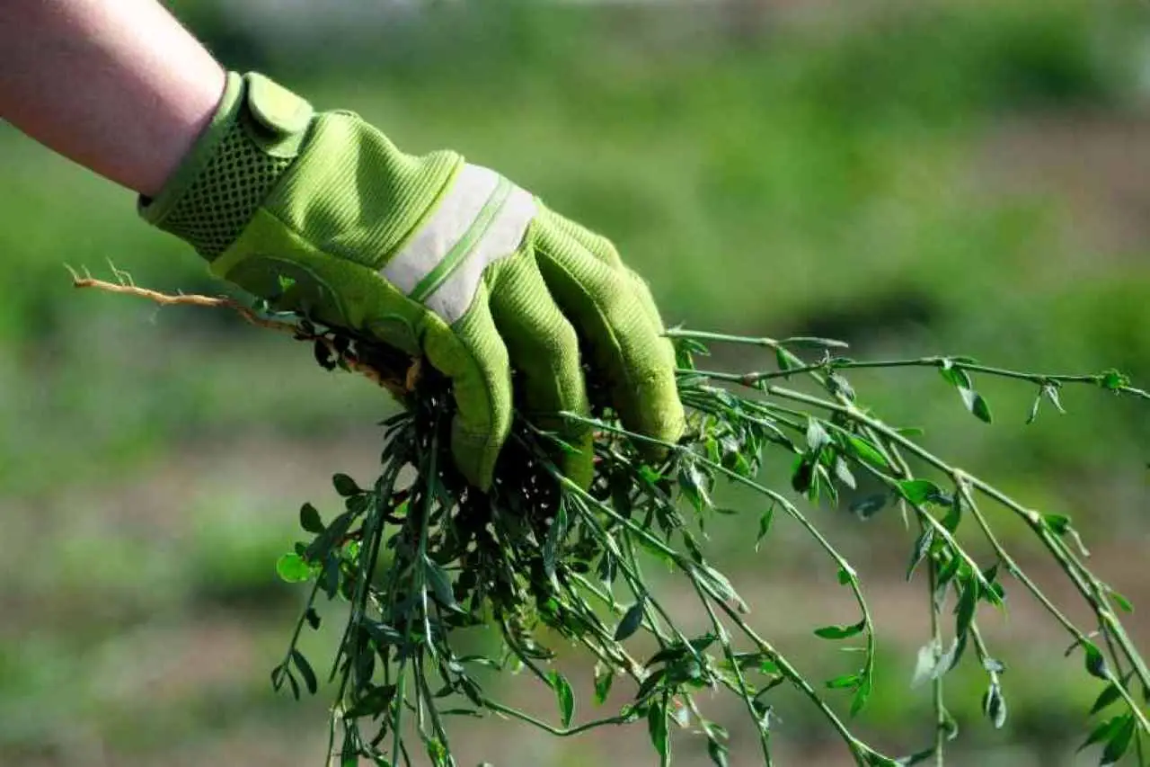 Come scegliere il coprisuolo ideale per evitare erbacce in giardino secondo gli esperti SC - Coprisuolo tappezzante anti-erbacce