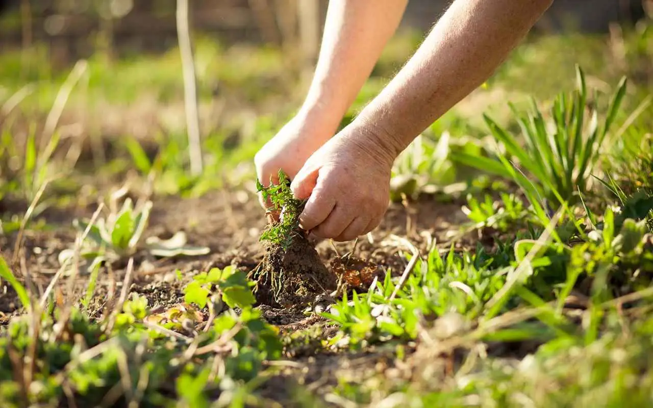 Come scegliere il coprisuolo ideale per evitare erbacce in giardino secondo gli esperti SC - Coprisuolo tappezzante anti-erbacce