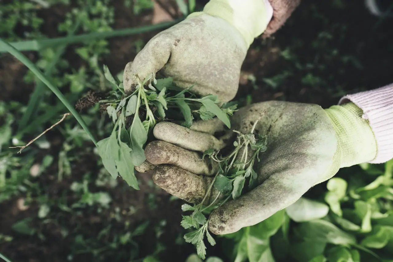 Come scegliere il coprisuolo ideale per evitare erbacce in giardino secondo gli esperti SC - Coprisuolo tappezzante anti-erbacce