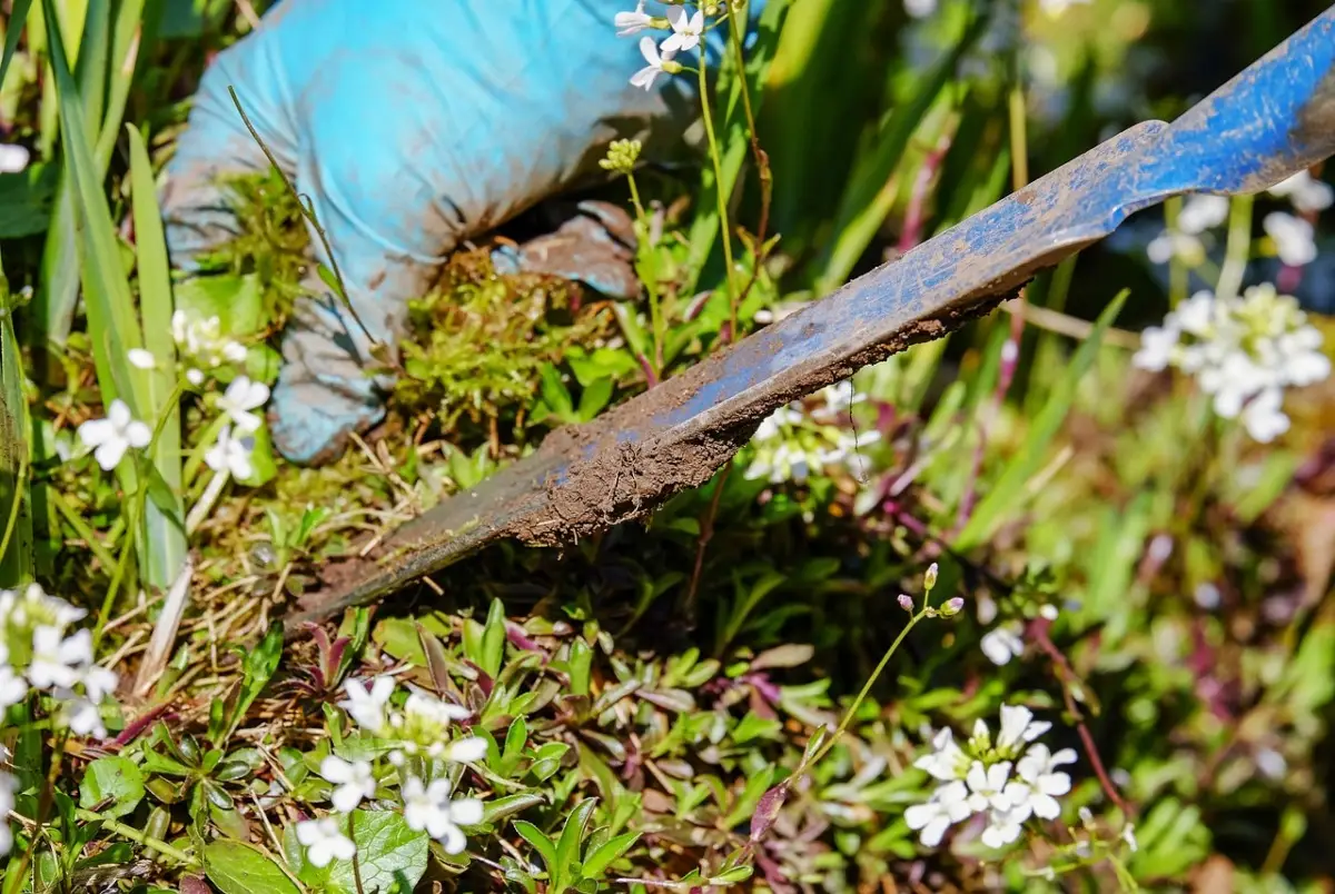 Come scegliere il coprisuolo ideale per evitare erbacce in giardino secondo gli esperti SC - Coprisuolo tappezzante anti-erbacce