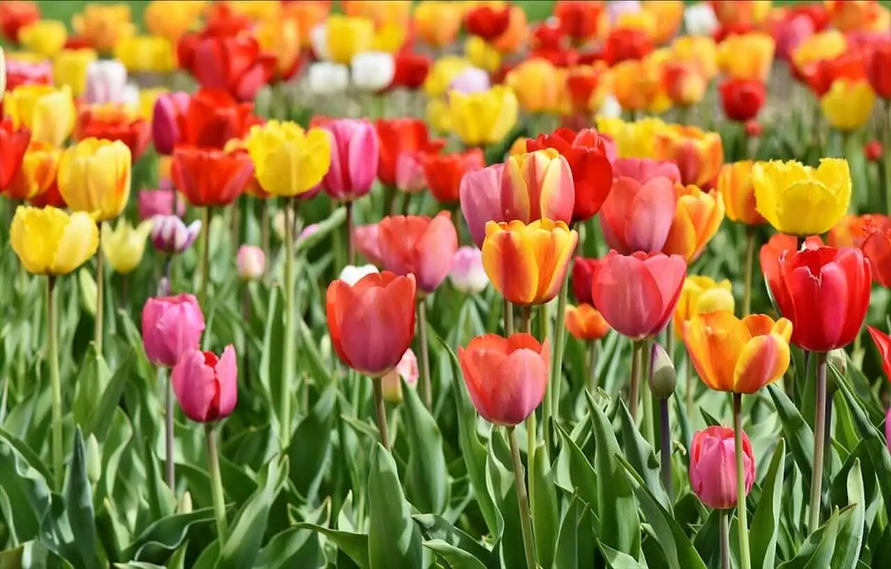 Bulbi di tulipano dopo la fioritura: consigli pratici del floricoltore Bulbi di tulipano dopo la fioritura: consigli pratici del floricoltore