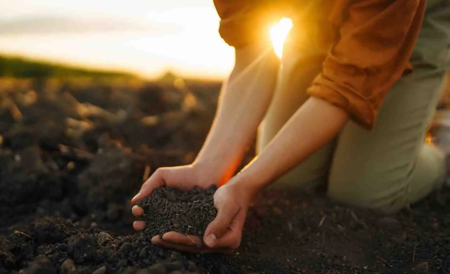 Come scegliere il terriccio ideale per piante resistenti secondo l'agronomo Come scegliere il terriccio ideale per piante resistenti secondo l'agronomo