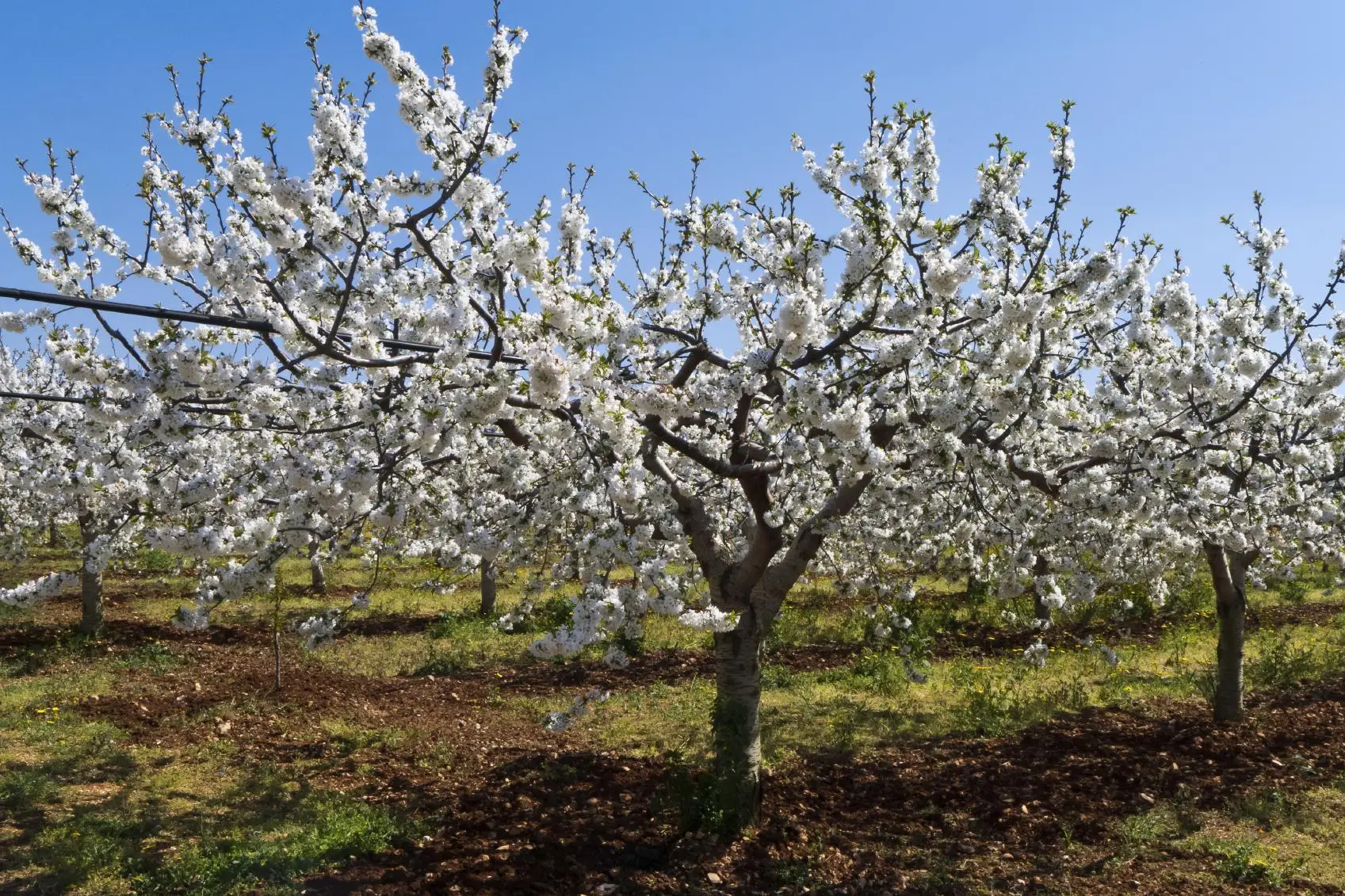 Sei alberi da frutto a crescita rapida ideali per il tuo giardino Sei alberi da frutto a crescita rapida ideali per il tuo giardino